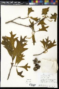 Quercus laevis image