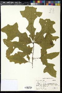 Quercus lyrata image