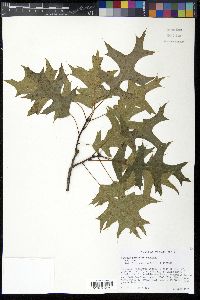 Quercus palustris image