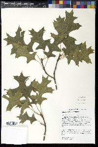 Quercus palustris image