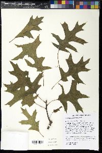 Quercus palustris image