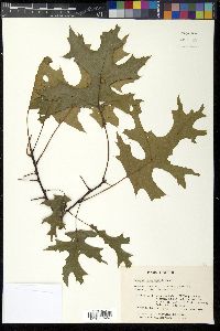 Quercus palustris image