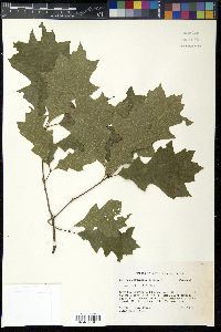 Quercus shumardii image