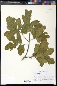 Quercus sinuata image