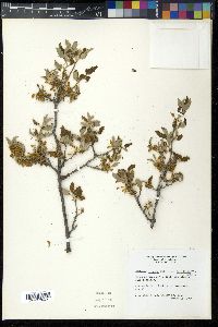 Quercus sinuata var. breviloba image