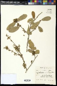 Quercus virginiana image