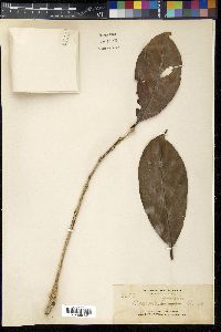 Lithocarpus apoensis image