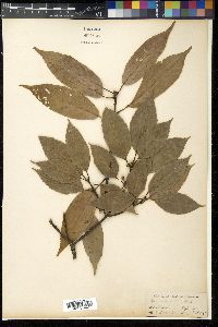 Quercus sinuata var. breviloba image