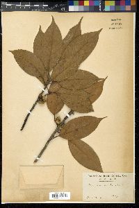 Quercus acuta image
