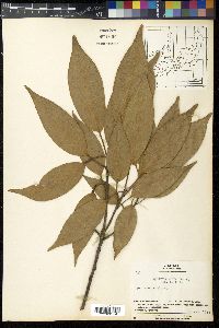 Quercus acuta image