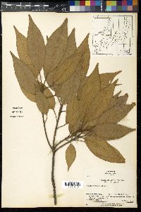 Quercus acuta image