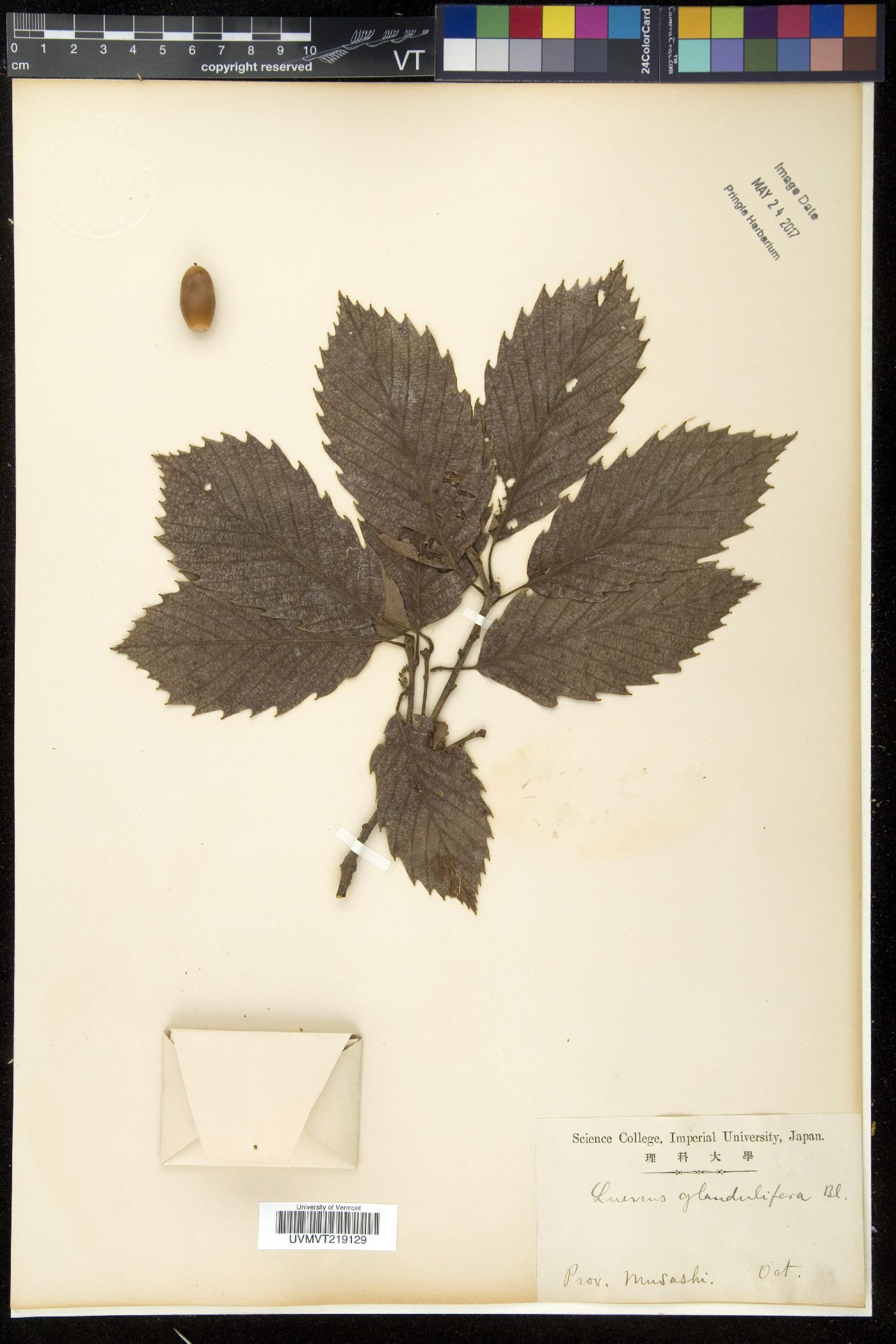 Quercus serrata subsp. serrata image