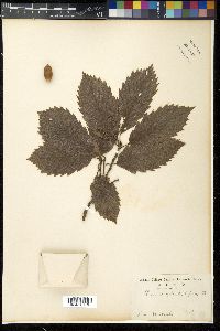 Quercus serrata image