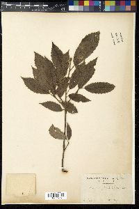 Quercus serrata image
