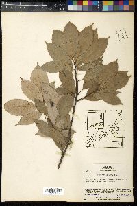 Quercus glauca image
