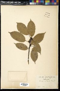 Quercus glauca image