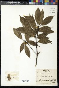 Quercus glauca image