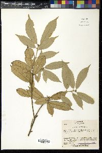 Quercus gilva image