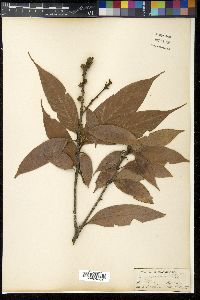 Lithocarpus fenestratus image