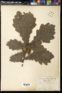 Quercus dentata image