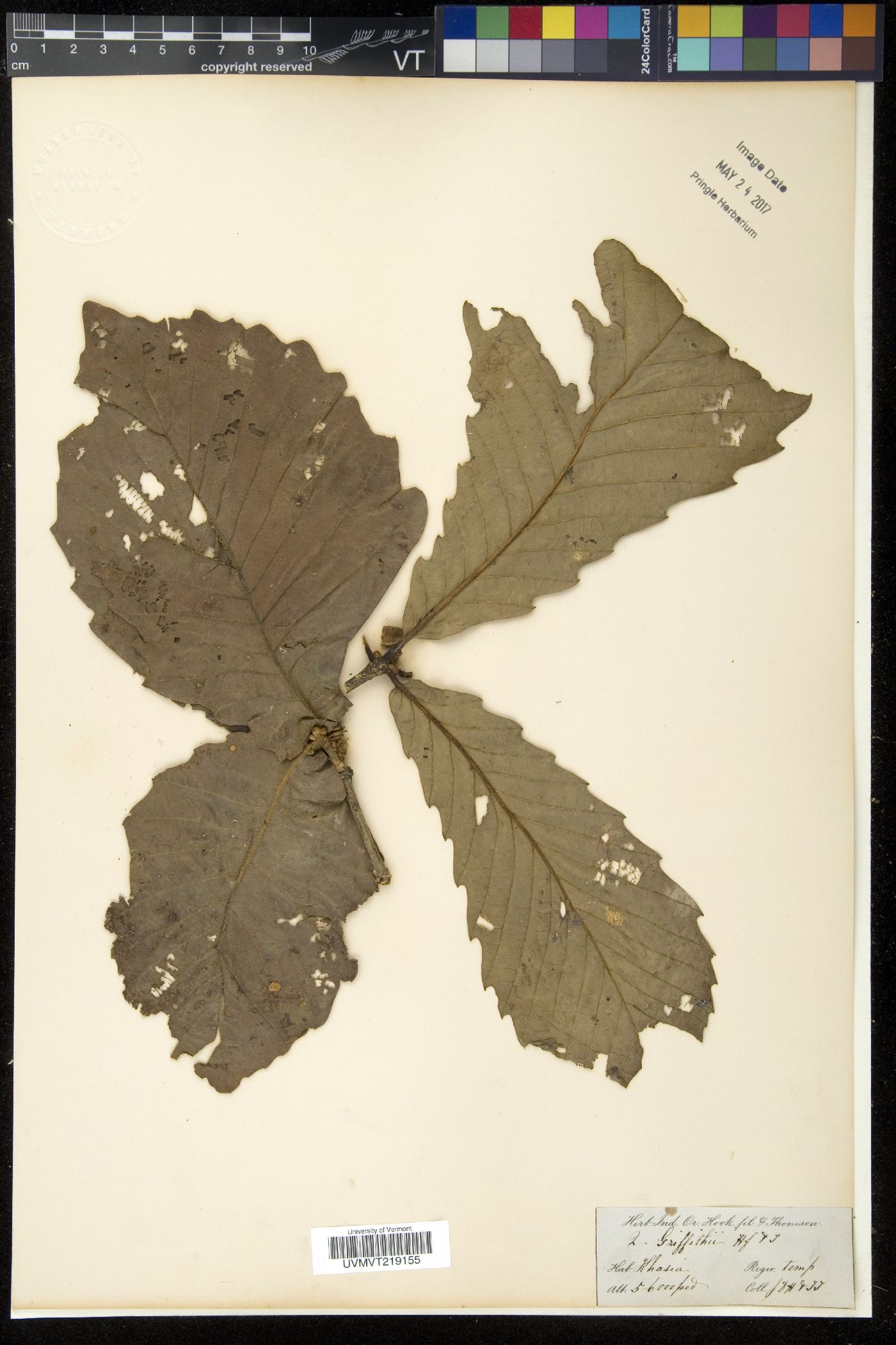 Quercus griffithii image
