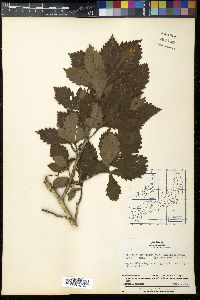 Quercus mongolica subsp. crispula image