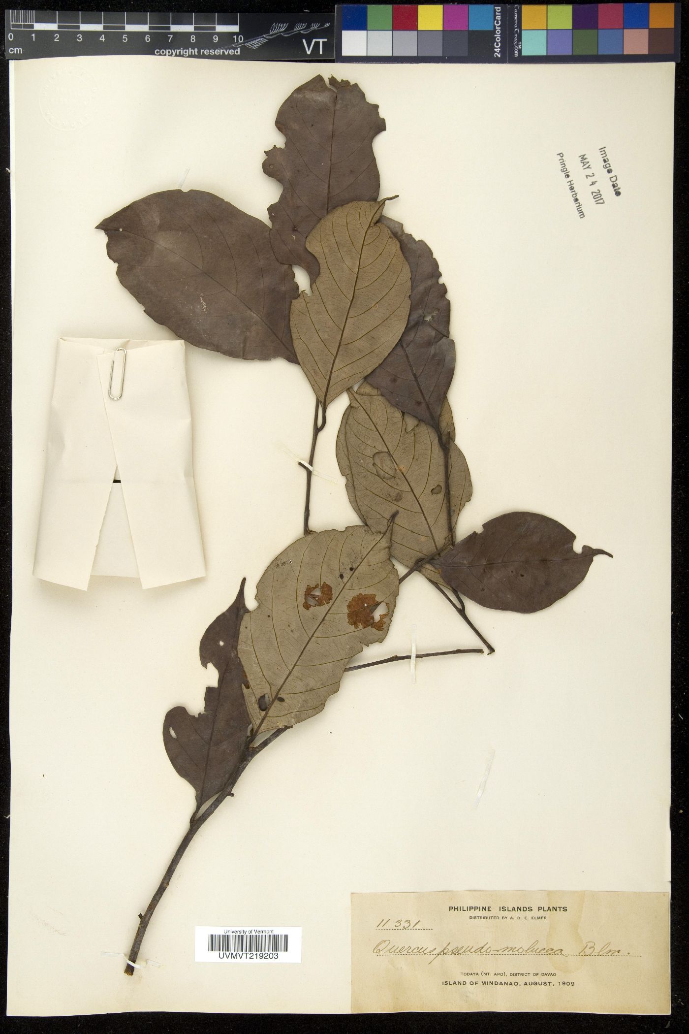 Lithocarpus pseudomoluccus image