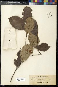 Image Associated With the Occurence