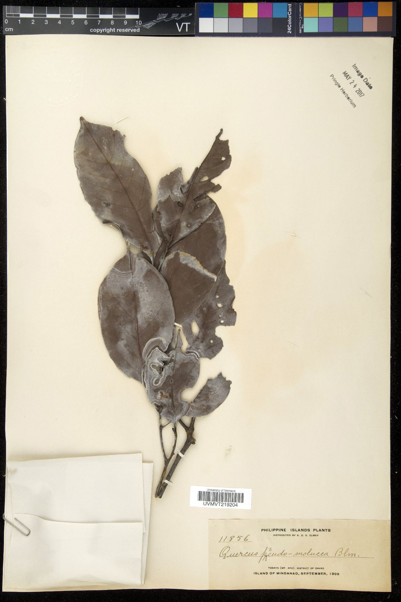 Lithocarpus pseudomoluccus image