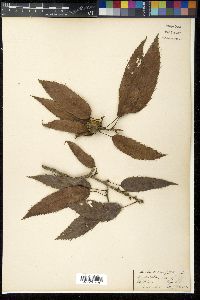 Quercus serrata image