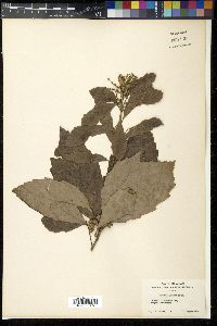Quercus serrata image