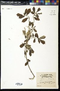 Quercus serrata image