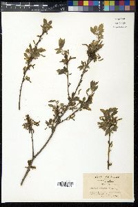 Quercus serrata image