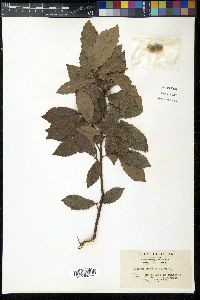 Quercus serrata image