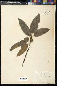 Quercus variabilis image