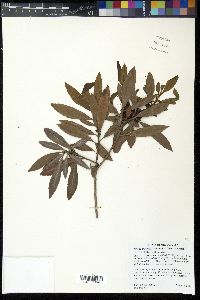 Myrica californica image
