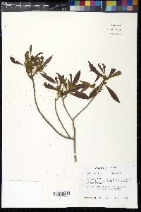 Myrica cerifera image