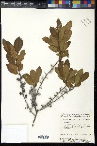 Myrica caroliniensis image