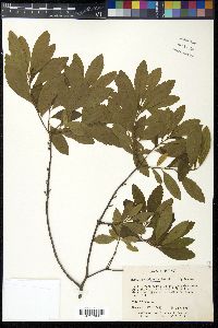 Myrica pensylvanica image