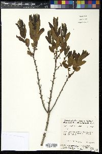 Myrica caroliniensis image