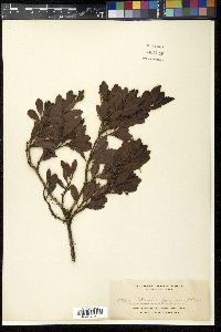 Morella javanica image