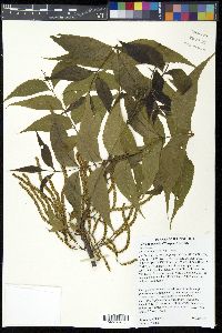 Carya illinoinensis image
