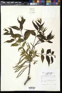 Carya illinoinensis image