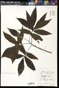 Carya carolinae-septentrionalis image