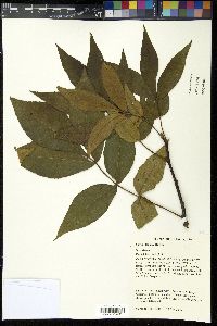 Carya texana image