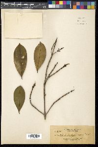 Carallia brachiata image