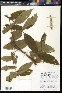 Juglans cinerea image