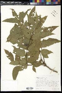 Juglans major image