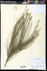 Casuarina glauca image