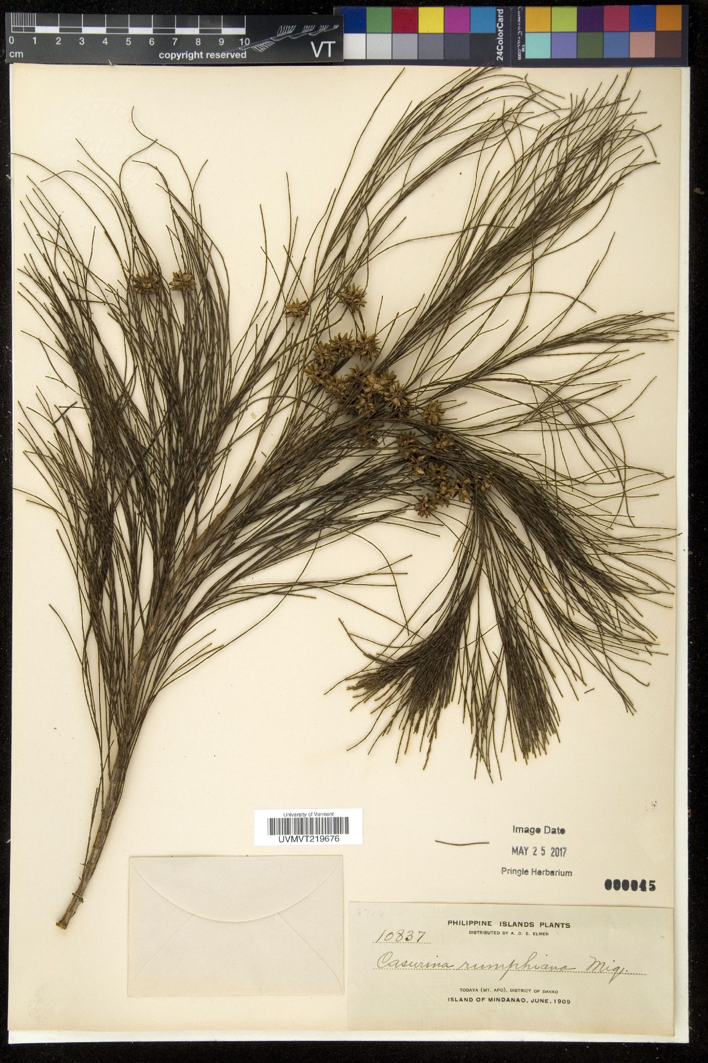 Gymnostoma rumphianum image